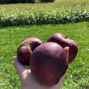 Meet your Posher, Loretta